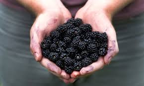 From Bush to Breakfast: Making Blackcurrant Jam from Wild Berries